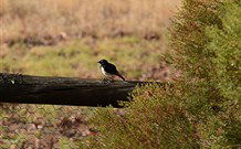 Lake Paika Station Farmstay - Tourism Canberra 1