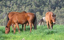 Mansfield Cottage Barrington Tops Accommodation - Tourism Canberra 1