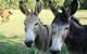 Red Hill Organics Farmstay - thumb 5