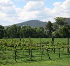 Jessica's Guest House and Vineyard - Tourism Canberra