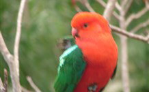 Salisbury Lodges And Araluen Restaurant - Tourism Canberra 2