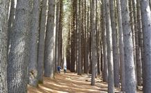 Lennox Head Beachouse YHA - Tourism Canberra 4