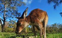 Mount Seaview Resort - Tourism Canberra 4