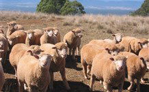 Dairy Flat Farm Holiday - Tourism Canberra 3