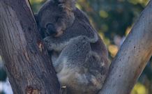 Renown House - Tourism Canberra 5