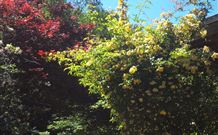 Sea Cottage - Tourism Canberra 3