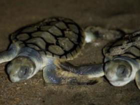 Rose Bay Resort - Tourism Canberra 1