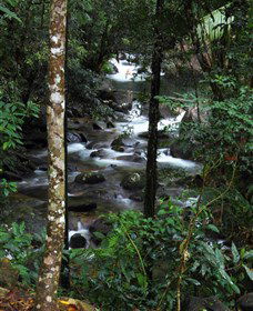 Daintree Secrets Waterfall Sanctuary - Tourism Canberra 1