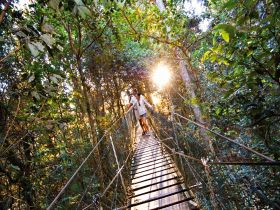 O'Reilly's Rainforest Retreat - Tourism Canberra 0