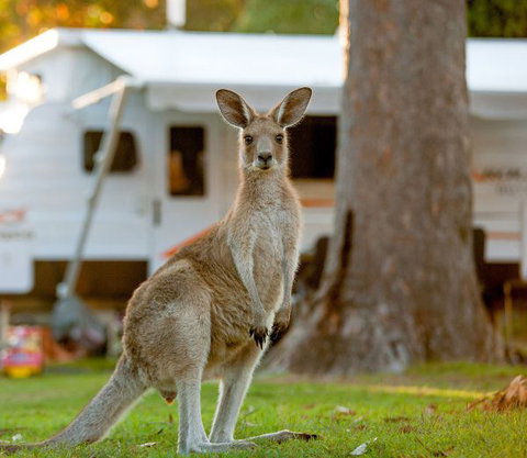 BIG4 Sunshine South West Rocks Holiday Park - Tourism Canberra 5