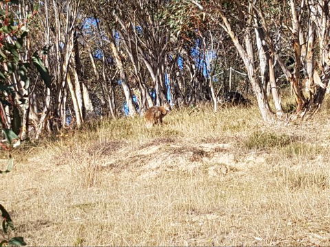 Braemar Bay Holiday Park - Tourism Canberra 10