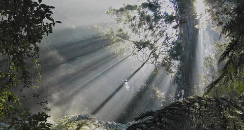 Eastern Dandenong Ranges Visitor Information Centre - Tourism Canberra 5