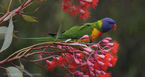 Eastern Dandenong Ranges Visitor Information Centre - Tourism Canberra 16