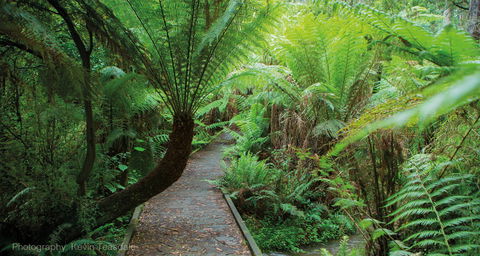 Eastern Dandenong Ranges Visitor Information Centre - Tourism Canberra 17