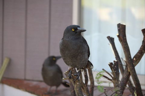 Mackey's Peak Villas - Tourism Canberra 3