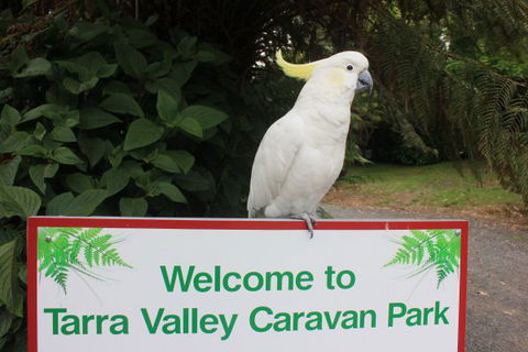 Tarra Valley Caravan Park - Tourism Canberra 3