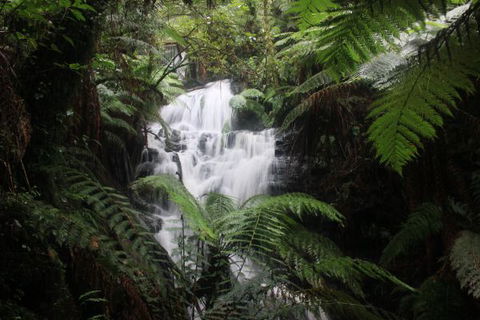 Tarra Valley Caravan Park - Tourism Canberra 4