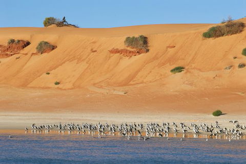 Herald Bight Camp At Francois Peron National Park - Tourism Canberra 3
