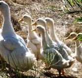 Duck Duck Goose Bed and Breakfast - Tourism Canberra