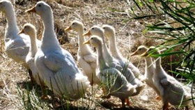 Duck Duck Goose Bed And Breakfast - Tourism Canberra 0