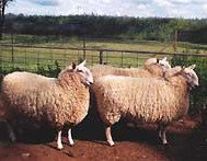 Camerons Farmstay - Tourism Canberra 2