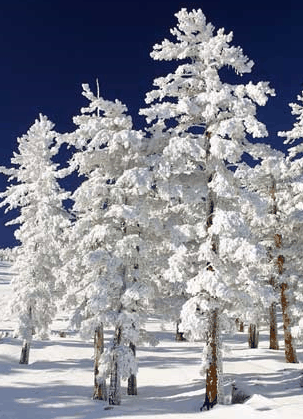 Mt Buller Apartment Management Services - Tourism Canberra