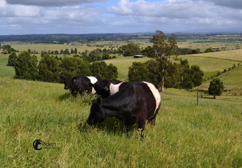 Clifden Cottage - Tourism Canberra 6