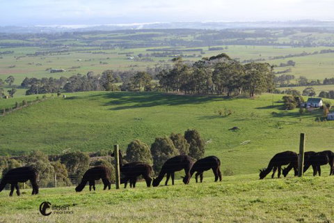 Clifden Cottage - Tourism Canberra 7