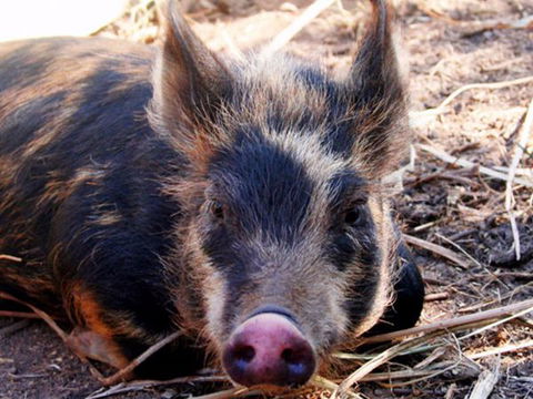 Jamberoo Valley Farm - Tourism Canberra 2