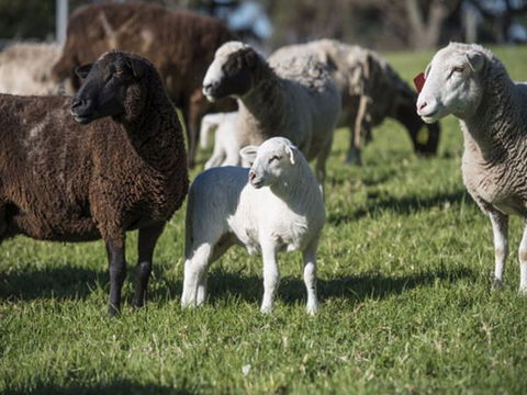Jamberoo Valley Farm - Tourism Canberra 4