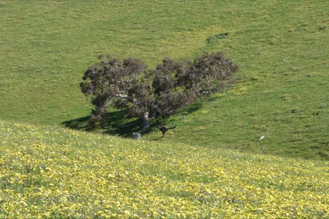 Morella Farm Stay - Tourism Canberra 9