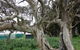 Morella Farm Stay - thumb 10