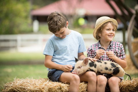 Paradise Country Farmstay - Tourism Canberra 8