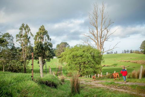 Wines For Joanie Cottage - Tourism Canberra 6