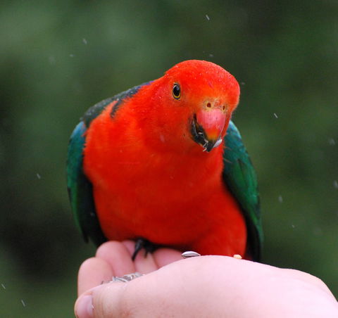 Bellthorpe Stays - Nature's Retreat - Tourism Canberra 1