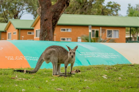 BIG4 Moruya Heads Easts Dolphin Beach Holiday Park - Tourism Canberra 7