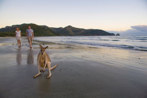 Cape Hillsborough National Park Camping - Tourism Canberra 1