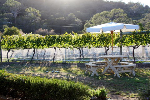 Every Man And His Dog Vineyard - Tourism Canberra 1
