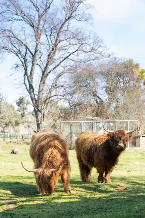 Ratho Farm - Tourism Canberra 8