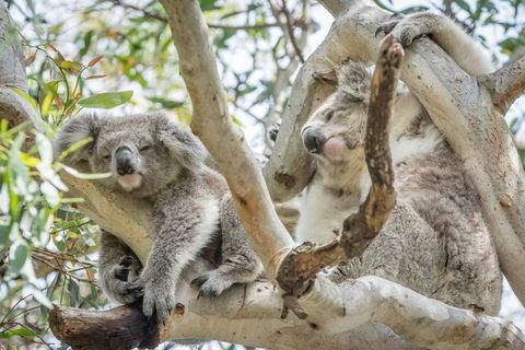 Swan Cove On Raymond Island - Tourism Canberra 5