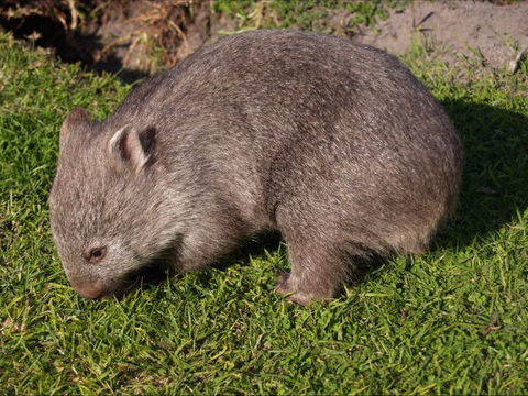The Patriarch Wildlife Sanctuary Camping Ground - Tourism Canberra 2