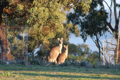 Abercrombie Ridge - Tourism Canberra 7