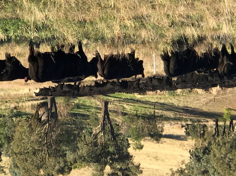 Bibbaringa Shearers Quarters And The WoolShed - Tourism Canberra 9
