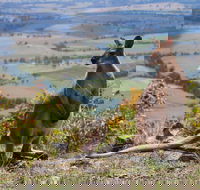 Eaglereach Wilderness Resort - Tourism Canberra