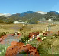 Farringdon Homestead - Tourism Canberra