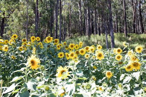 Gracefield Estate - Tourism Canberra 1