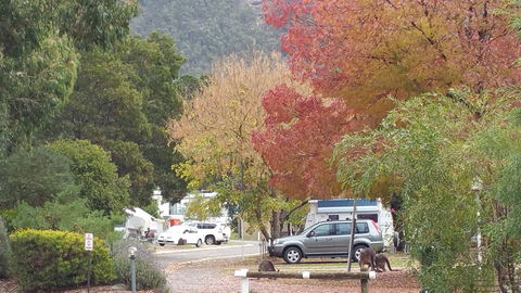 Halls Gap Caravan Park - Tourism Canberra 0