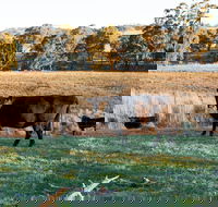 Lone Pine Homestead - Tourism Canberra