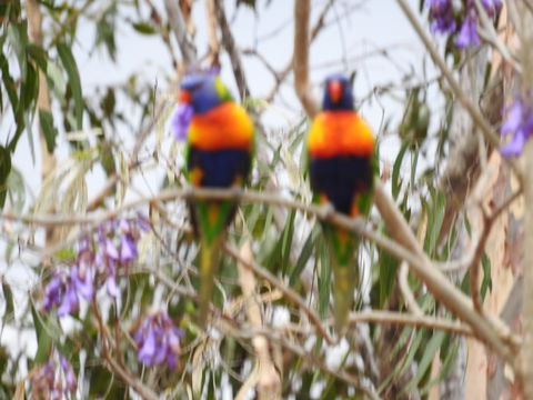 Twilight Grove Farm Bed And Breakfast - Tourism Canberra 0