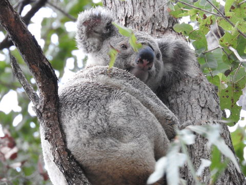 Twilight Grove Farm Bed And Breakfast - Tourism Canberra 1